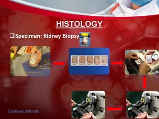 HISTOLOGY
Specimen: Kidney Biopsy
TheAnswerVet.com
 