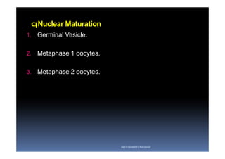 qNuclear Maturation
1. Germinal Vesicle.
2. Metaphase 1 oocytes.
3. Metaphase 2 oocytes.
ABOUBAKR ELNASHAR
 