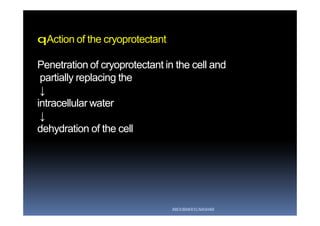 qAction of the cryoprotectant
Penetration of cryoprotectant in the cell andPenetration of cryoprotectant in the cell and
partially replacing thepartially replacing the
↓↓
intracellular waterintracellular water
↓↓
dehydration of the celldehydration of the cell
ABOUBAKR ELNASHAR
 