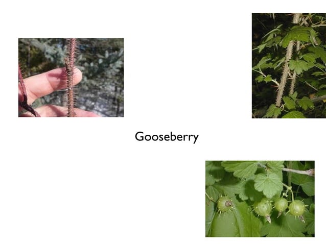 Biology Lab exam 2: plant diversity | PPT