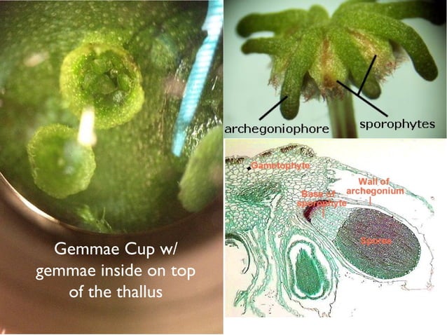 Biology Lab exam 2: plant diversity | PPT