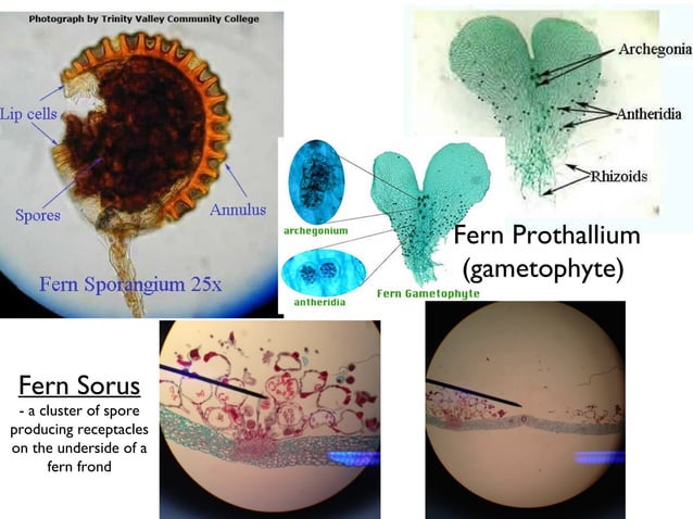 Biology Lab exam 2: plant diversity | PPT