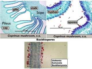 Coprinus Mushroom Slide Labeled