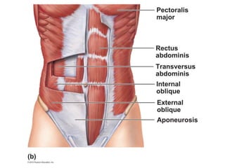 A & P Ch 6 Muscular System Lab quiz study practice abdominal muscles