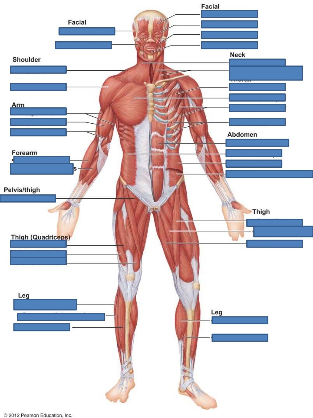 Ch 6 Muscle Lab Quiz Study Practice Anterior Muscles