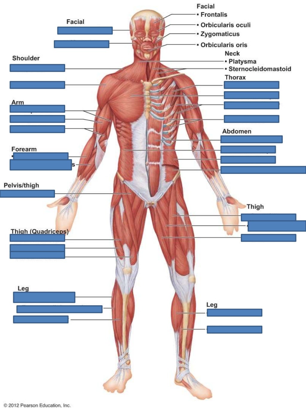 Ch 6 Muscle Lab Quiz Study Practice Anterior Muscles