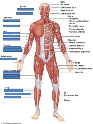 Ch 6 Lab quiz study practice anterior body muscles