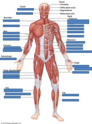 Ch 6 Lab quiz study practice anterior body muscles