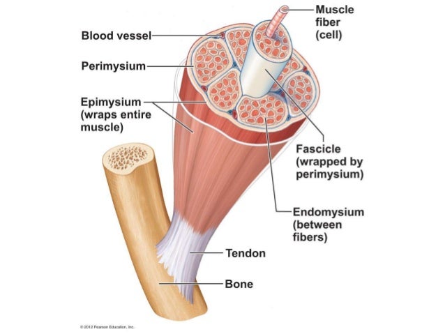sle jeopardy powerpoint ch 6 muscular system lab quiz study practice connective sle jeopardy powerpoint ch 6 muscular system lab quiz study practice connective