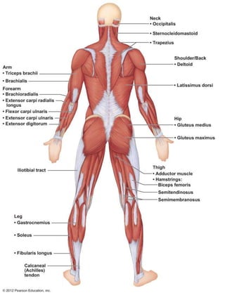 A & P Ch 6 Muscular System Lab Quiz Practice - Posterior Muscles