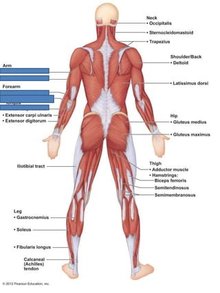 A & P Ch 6 Muscular System Lab Quiz Practice - Posterior Muscles