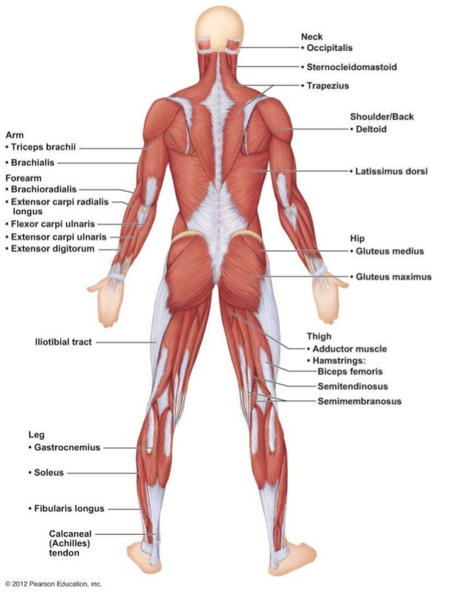 A & P Ch 6 Muscular System Lab Quiz Practice - Posterior ...