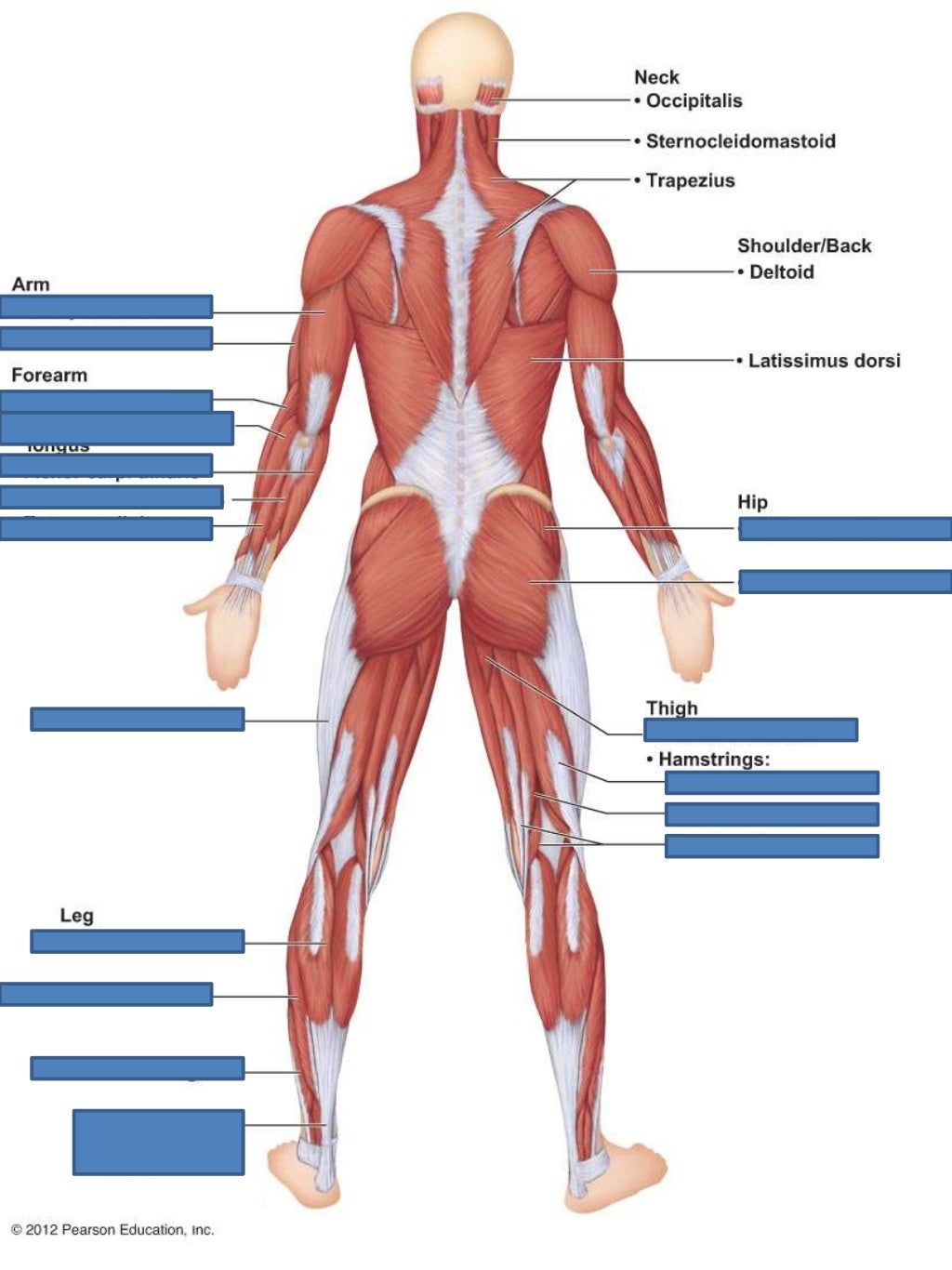A & P Ch 6 Muscular System Lab Quiz Practice Posterior Muscles