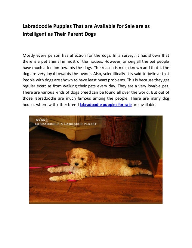 labradoodle puppies for sale