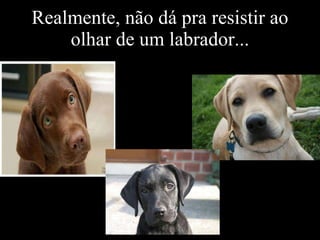 Realmente, não dá pra resistir ao olhar de um labrador... 