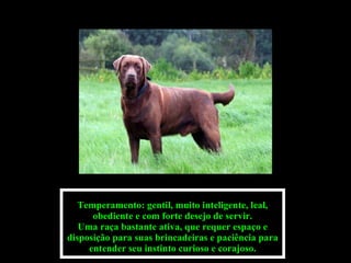 Temperamento: gentil, muito inteligente, leal, obediente e com forte desejo de servir. Uma raça bastante ativa, que requer espaço e disposição para suas brincadeiras e paciência para entender seu instinto curioso e corajoso. 