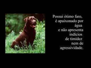 Possui ótimo faro,  é apaixonado por água  e não apresenta indícios  de timidez  nem de agressividade. 