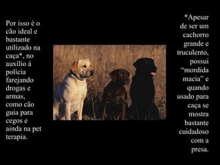 Por isso é o cão ideal e bastante utilizado na caça*, no auxílio à polícia farejando drogas e armas, como cão guia para cegos e ainda na pet terapia. *Apesar de ser um cachorro grande e truculento, possui “mordida macia” e quando usado para caça se mostra bastante cuidadoso com a presa. 