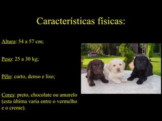 Características físicas: Peso : 25 a 30 kg; Altura : 54 a 57 cm; Pêlo : curto, denso e liso; Cores : preto, chocolate ou amarelo (esta última varia entre o vermelho e o creme). 