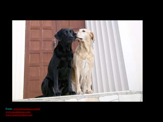 Fonte:   www.brunotausz.com.br www.guiaderacas.com www.cachorroideal.com 