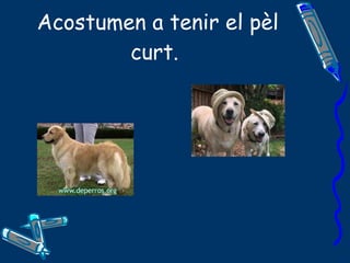Acostumen a tenir el pèl curt.   