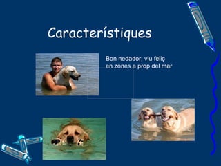 Característiques Bon nedador, viu feliç en zones a prop del mar 