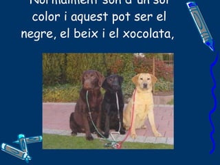 Normalment són d'un sol color i aquest pot ser el negre, el beix i el xocolata,  
