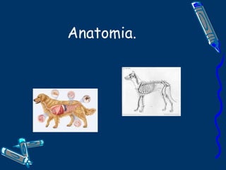Anatomia. 