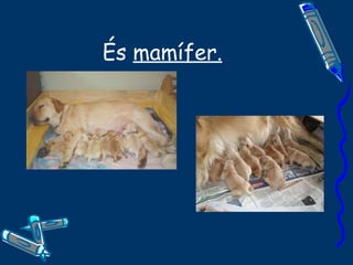 És  mamífer. 