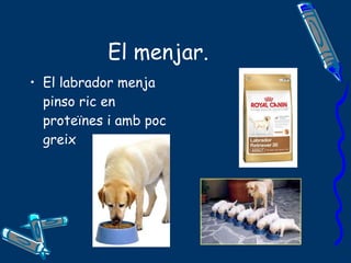El menjar. El labrador menja pinso ric en proteïnes i amb poc greix 
