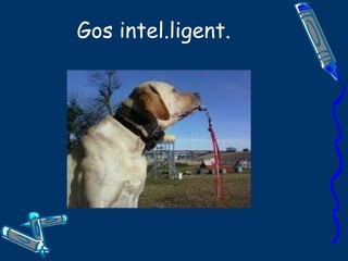 Gos intel.ligent.   