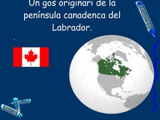 Un gos originari de la península canadenca del Labrador . . 