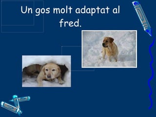 Un gos molt adaptat al fred. 