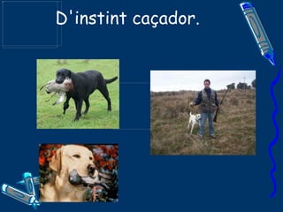 D'instint caçador. 