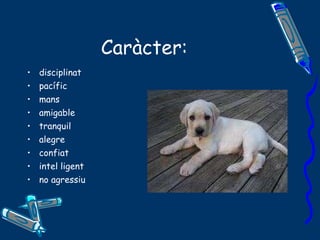 Caràcter: disciplinat pacífic  mans  amigable tranquil alegre confiat intel ligent no agressiu 