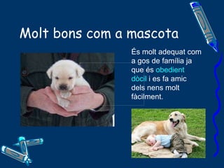 Molt bons com a mascota   És molt adequat com a gos de família ja que és  obedient   dòcil  i es fa amic dels nens molt fàcilment.  
