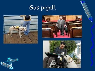 Gos pigall. 