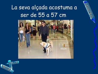 La seva alçada acostuma a ser de 55 a 57cm  55cm 