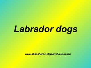 Labrador dogs www.slideshare.net/gabrielvoiculescu 