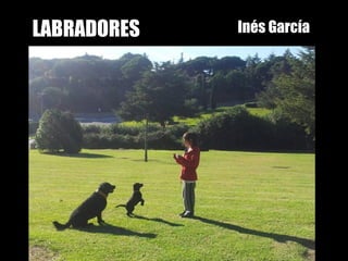 LABRADORES Inés García
 