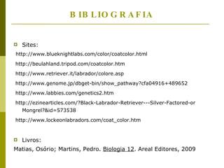 BIBLIOGRAFIA Sites: http://www.blueknightlabs.com/color/coatcolor.html  http://beulahland.tripod.com/coatcolor.htm http://www.retriever.it/labrador/colore.asp http://www.genome.jp/dbget-bin/show_pathway?cfa04916+489652 http://www.labbies.com/genetics2.htm http://ezinearticles.com/?Black-Labrador-Retriever---Silver-Factored-or Mongrel?&id=573538  http://www.lockeonlabradors.com/coat_color.htm Livros:  Matias, Osório; Martins, Pedro.  Biologia 12 . Areal Editores, 2009 