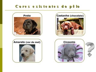 Cores existentes do pêlo Castanho  (chocolate) Amarelo  (cor de mel) Preto Cinzento 