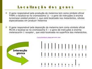 Localização dos genes O gene responsável pela produção de melanina tem como símbolo oficial TYRP1 e localiza-se no cromossoma 11 - o gene dá instruções à enzima  tyrosinase-related protein 1 , que está localizada nos melanócitos, células especializadas em produzir melanina O gene responsável pela deposição da melanina tem como símbolo oficial MC1R e localiza-se no cromossoma 5 – o gene dá instruções à enzima  melanocortin 1 receptor ,  que está localizada na superfície dos melanócitos. Interacção génica 
