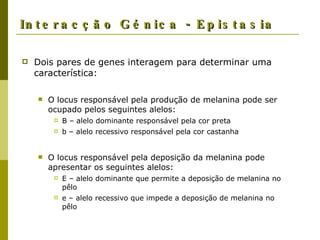 Interacção Génica - Epistasia Dois pares de genes interagem para determinar uma característica: O locus responsável pela produção de melanina pode ser ocupado pelos seguintes alelos: B – alelo dominante responsável pela cor preta b – alelo recessivo responsável pela cor castanha O locus responsável pela deposição da melanina pode apresentar os seguintes alelos: E – alelo dominante que permite a deposição de melanina no pêlo e – alelo recessivo que impede a deposição de melanina no pêlo  