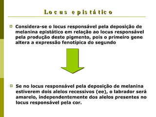 Locus epistático Considera-se o locus responsável pela deposição de melanina epistático em relação ao locus responsável pela produção deste pigmento, pois o primeiro gene altera a expressão fenotípica do segundo Se no locus responsável pela deposição de melanina estiverem dois alelos recessivos (ee), o labrador será amarelo, independentemente dos alelos presentes no locus responsável pela cor. 