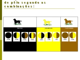 Guia para determinar as cores de pêlo segundo as combinações: CASTANHOS AMARELOS PRETOS   