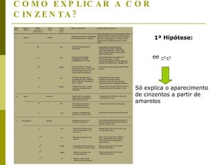 COMO EXPLICAR A COR CINZENTA? 1ª Hipótese: ee  Só explica o aparecimento de cinzentos a partir de amarelos 
