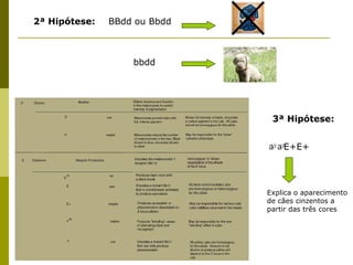 2ª Hipótese: BBdd ou Bbdd 3ª Hipótese: E+E+  Explica o aparecimento de cães cinzentos a partir das três cores bbdd 