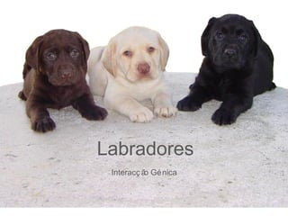 Labradores Interacção Génica 