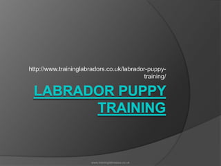 Labrador Puppy Training http://www.traininglabradors.co.uk/labrador-puppy-training/ www.traininglabradors.co.uk 